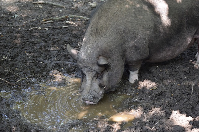 英国天空体育首播中超比赛 复星正式宣布全资收购狼队.
